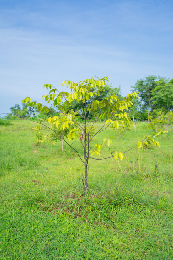 ตะเคียนแก้ว