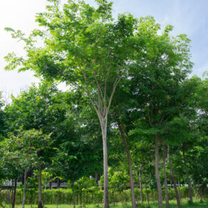 ประดู่ป่า