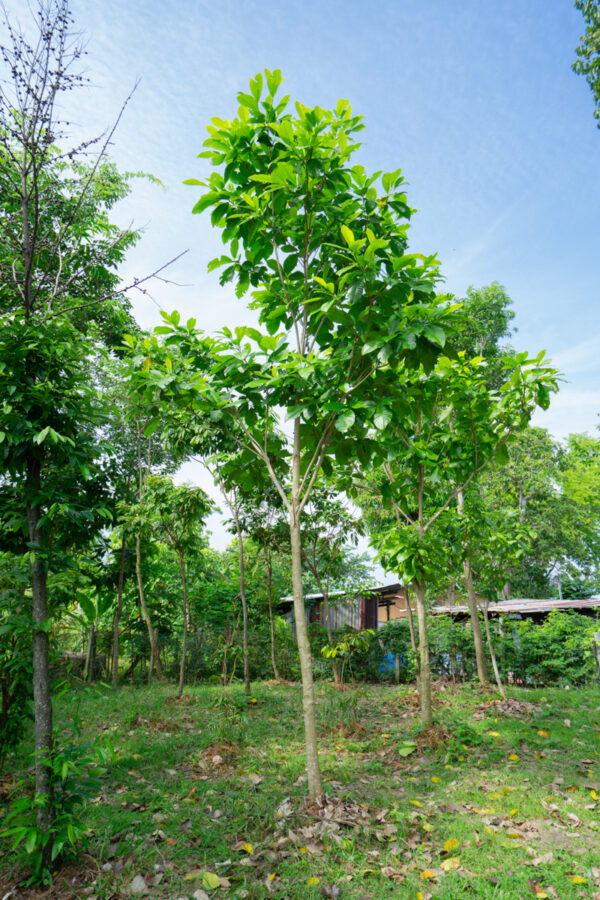 พุดภูเก็ต