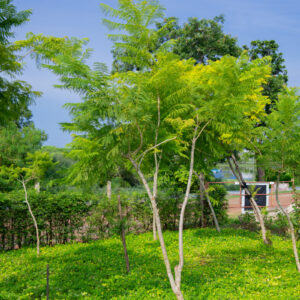 ศรีตรัง