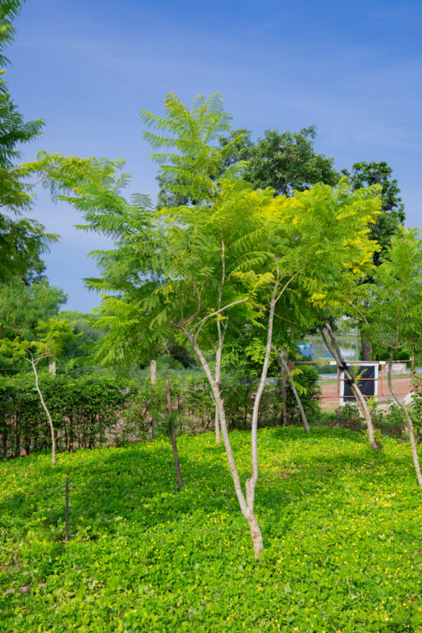 ศรีตรัง