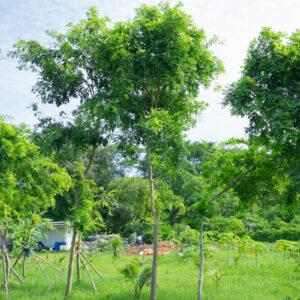 สาธร