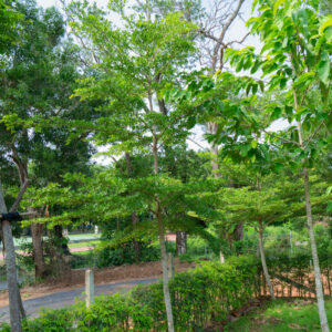 หูกระจง