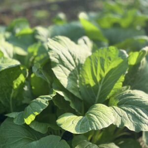 กวางตุ้ง