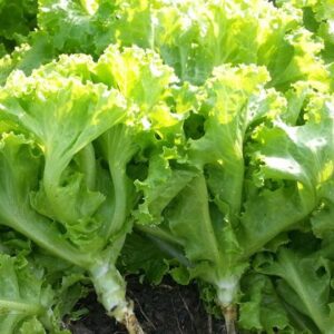 ผักกาดหอม