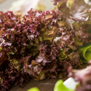 เรดโอ๊ค (Red Oak)